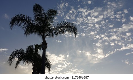 Silhouette Of Two Queen Palms Against Pretty Evening Sky