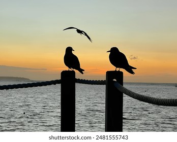 A silhouette of two seagulls resting on a wooden post in the water. - Powered by Shutterstock