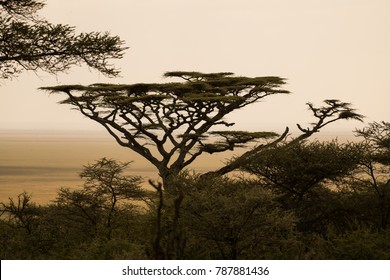 Savanna Tree Images, Stock Photos & Vectors | Shutterstock