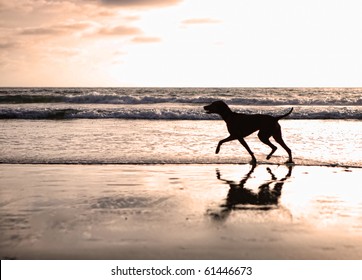 Dog Walking On Beach Images, Stock Photos & Vectors | Shutterstock