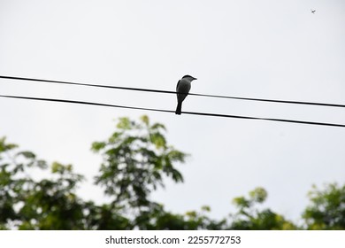 a silhouette of a warthog perched on a cable is visible - Shutterstock ID 2255772753