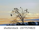 Silhouette of waterfowl roosting in a tree at dawn. Sky background. Oxley Nature Center Tulsa, Oklahoma.