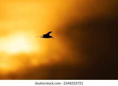 Silhouette of White-cheeked Tern flying at Tubli bay, Bahrain
