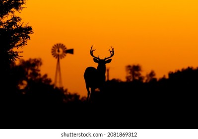 Silhouette Whitetail Deer Buck at sunset in Texas farmland