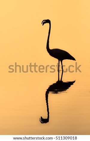 Similar – Schräger Vogel Farbfoto