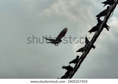 silhouette of wild pigeon and raven perching or flying around the electric street pole in the gloomy early morning sky.