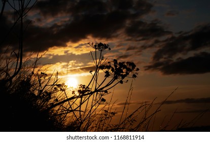 Silhouette Wildflowers Again With Last Beams Of Sunlight In The Background,Low View Of Meadows And Wild Grass Silouette In The Sunset Dramatic Orange Sunset During The Golden Hour In Autumn