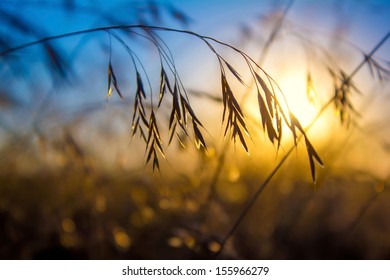 Silhouette of wildflowers in meadow during sunset - Powered by Shutterstock