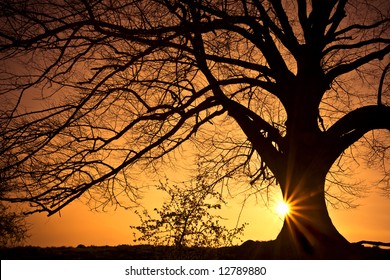 Silhouette of a willow tree with the sun behind the tree