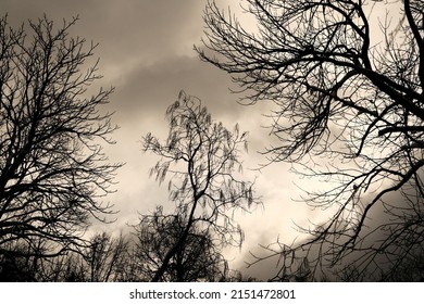 Silhouette Of Winter Tree Branch On Dark Dramatic Sky With Clouds. Despair And Hopeless Concept. Sad Of Nature.