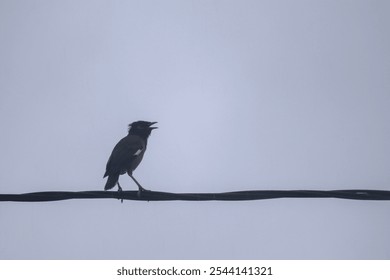 A silhouetted bird perched on a wire against a clear sky. - Powered by Shutterstock