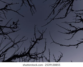 Silhouetted branches create a natural frame against a deep twilight sky, evoking a sense of mystery and calm. This minimalist autumn scene captures the quiet beauty of bare trees at dusk. - Powered by Shutterstock