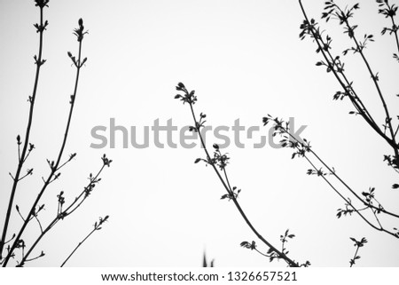 Similar – Image, Stock Photo nature Nature Plant Garden