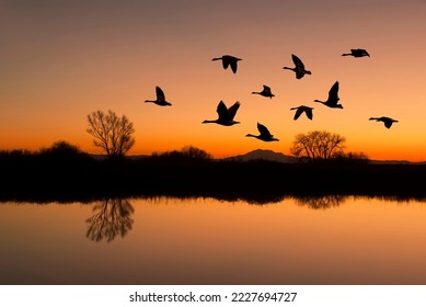 Silhouetted Canadian Geese flying at sundown over quiet Winter pond on wildlife refuge, San Joaquin Valley, California - Shutterstock ID 2227694727
