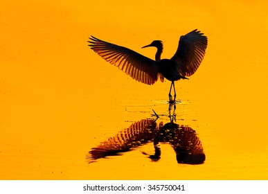 Silhouetted Cattle  Egret - Powered by Shutterstock