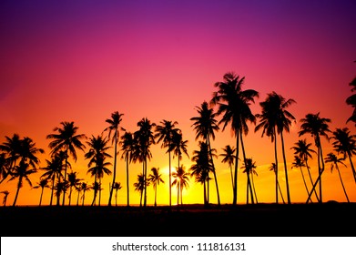 Silhouetted of coconut tree during sunrise - Powered by Shutterstock