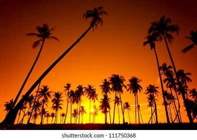 Silhouetted Of Coconut Tree During Sunset