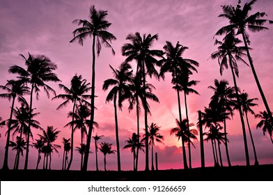 Silhouetted of coconut tree during sunset - Powered by Shutterstock