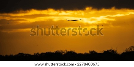 Silhouetted eagle flying off to the distance against the dramatic golden skies early in the morning. ストックフォト © 