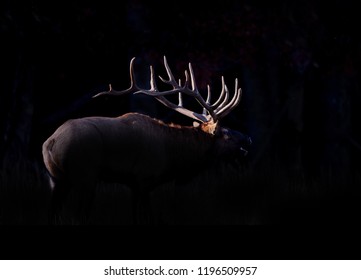 Silhouetted Elk W Grass In Cataloochee.psd