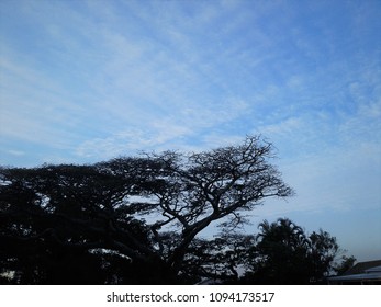 Silhouetted Flat Crown Tree