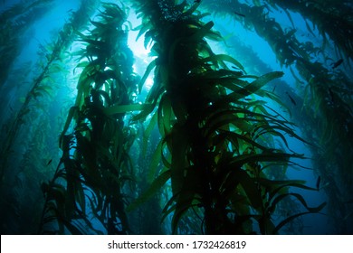 Silhouetted giant kelp, Macrocystis pyrifera, grows in the cold eastern Pacific waters that flow along the California coast. Kelp forests support a surprising and diverse array of marine biodiversity.