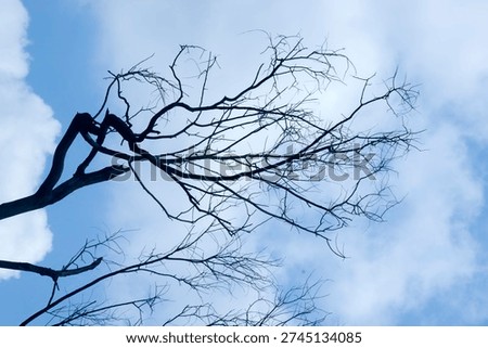 Silhouetted leafless tree branches reaching toward bright blue sky in calm weather outdoors.