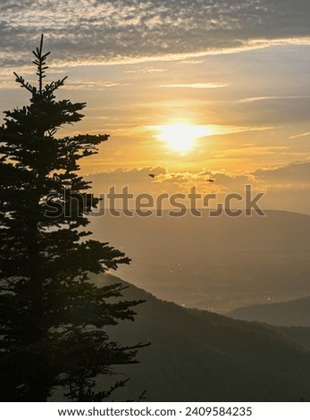 Silhouetted pine tree at sunset in Shenandoah National park on Skyline Drive