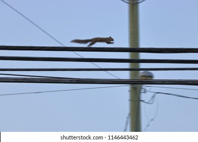 Silhouetted, Profile View Of An Agile Adult Squirrel Running On Hydro Lines From Left To Right. 