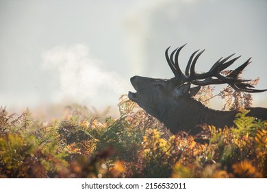 Silhouetted Red Deer during the annual deer rut, exhaling breath as it roars