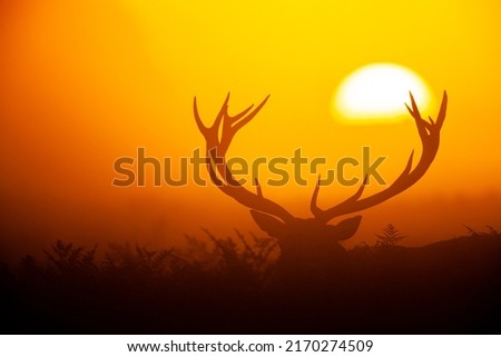 Silhouetted Red Deer during the annual deer rut in London's Parks Imagine de stoc © 