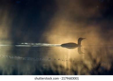 Silhouetted Red Throated Loon In A Lake