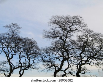 silhouetted tree