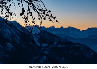 Silhouetted tree branch with pine cones framing a breathtaking sunrise view of snow capped mountain peaks Julian Alps seen from Kobesnock, Bad Bleiberg, Carinthia, Austria. Remote wilderness - Powered by Shutterstock