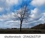 Silhouetted tree standing in an open field under a dramatic sky with scattered clouds. The serene landscape features a mix of natural beauty and rural tranquility, creating a minimalist yet capt secen