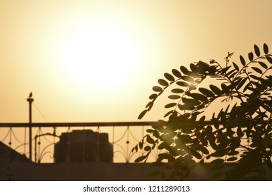 silhouetted tree at the sunset