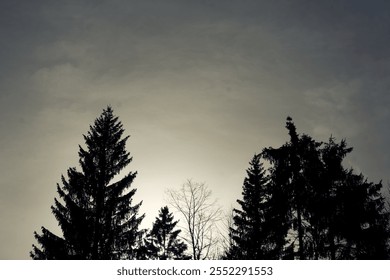 Silhouetted trees against a cloudy sky during twilight in a serene natural landscape - Powered by Shutterstock