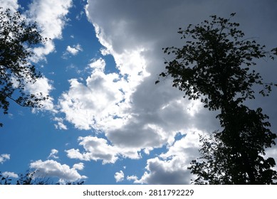 Silhouetted trees against a dramatic sky with a mix of bright cumulus and dark storm clouds, viewed from below