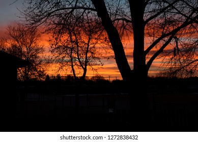 silhouetted trees against an early colourful morning sunrise   - Powered by Shutterstock