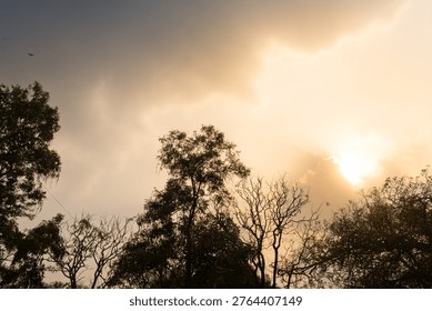 Silhouetted trees and bare branches framed against a golden sunset and dramatic cloudscape