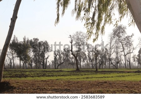 Similar – Image, Stock Photo Silhouetted trees stand against a fiery red sky reflected in a tranquil water body at twilight