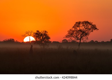 Silhouetted Trees And Termite Mounds On A Misty Morning Sunrise In The Pantanal, Brazil