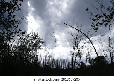 Silhouetted trees and vegetation against a dramatic, overcast sky with rays of light breaking through