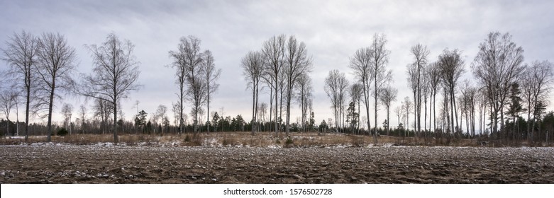 Silhouettes of bare trees against dramatic sky. The black branches on the winter cloudy sky background. Leafless trees. Scandinavia. December. Forest. Monochrome photo. Winter landscape. Banner Header - Powered by Shutterstock