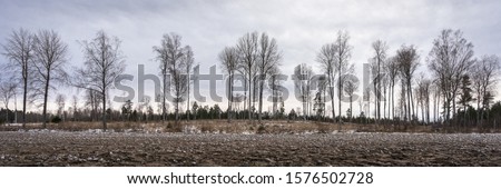 Silhouettes of bare trees against dramatic sky. The black branches on the winter cloudy sky background. Leafless trees. Scandinavia. December. Forest. Monochrome photo. Winter landscape. Banner Header