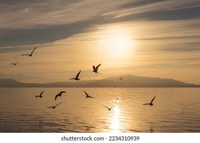 Silhouettes of birds above the calm smooth surface of the water against the background of sunlight during sunset