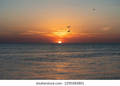 silhouettes of birds flying over the sea during sunset - Powered by Shutterstock