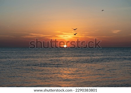 silhouettes of birds flying over the sea during sunset
