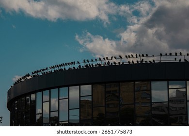 Silhouettes of birds perched on the curved rooftop of a glass building against a dramatic sky. Urban minimalism with modern lines and natural contrast.