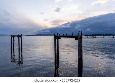 Silhouettes of birds standing on old wooden pilings over serene waters at dusk, with a dramatic cloudy sky enhancing the peaceful mood of the coastal scene. - Powered by Shutterstock